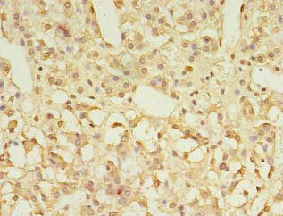 Immunohistochemistry of paraffin-embedded human adrenal gland tissue using the antibody at dilution of 1:100Rabbit anti-Human GPR3 Polyclonal Antibody