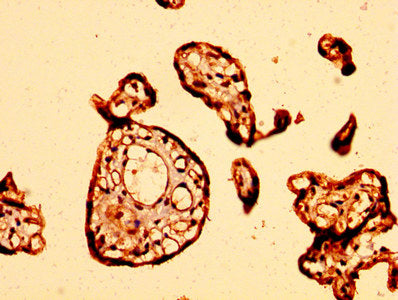 IHC image of GPR32 Antibody diluted at 1:500 and staining in paraffin-embedded human placenta tissue performed on a Leica BondTM system. After dewaxing and hydration, antigen retrieval was mediated by high pressure in a citrate buffer (pH 6.0). Section was blocked with 10% normal goat serum 30min at RT. Then primary antibody (1% BSA) was incubated at 4°C overnight. The primary is detected by a biotinylated secondary antibody and visualized using an HRP conjugated SP system.Rabbit anti-Human GPR32 Polyclonal Antibody