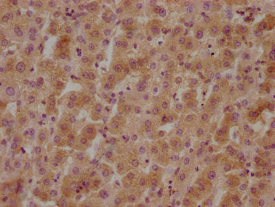 IHC image of GPR37 Antibody diluted at 1:800 and staining in paraffin-embedded human liver tissue performed on a Leica BondTM system. After dewaxing and hydration, antigen retrieval was mediated by high pressure in a citrate buffer (pH 6.0). Section was blocked with 10% normal goat serum 30min at RT. Then primary antibody (1% BSA) was incubated at 4°C overnight. The primary is detected by a biotinylated secondary antibody and visualized using an HRP conjugated SP system.Rabbit anti-Human GPR37 Polyclonal Antibody