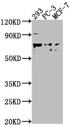 Western Blot | Positive WB detected in: 293 whole cell lysate, PC-3 whole cell lysate, MCF-7 whole cell lysate | All lanes: GPR37 antibody at 1:2000 | Secondary | Goat polyclonal to rabbit IgG at 1/50000 dilution | Predicted band size: 68 kDa | Observed band size: 68 kDaRabbit anti-Human GPR37 Polyclonal Antibody