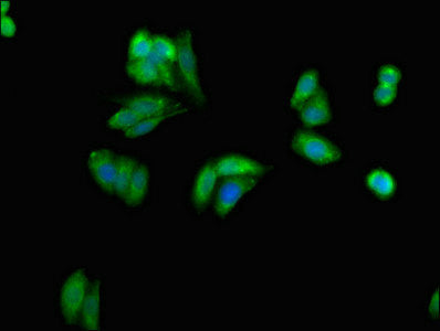 Immunofluorescent analysis of HepG2 cells using GRB10 Antibody at dilution of 1:100 and Alexa Fluor 488-congugated AffiniPure Goat Anti-Rabbit IgG(H+L)Rabbit anti-Human GRB10 Polyclonal Antibody