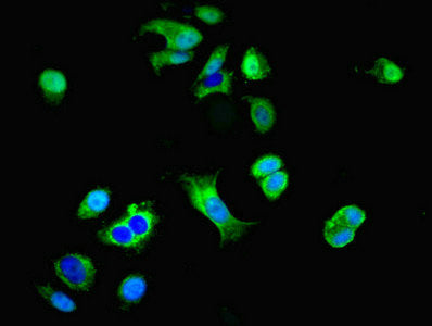 Immunofluorescent analysis of MCF-7 cells using GRID2IP Antibody at dilution of 1:100 and Alexa Fluor 488-congugated AffiniPure Goat Anti-Rabbit IgG(H+L)Rabbit anti-Human GRID2IP Polyclonal Antibody