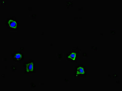 Immunofluorescent analysis of HepG2 cells using GRID2IP Antibody at dilution of 1:100 and Alexa Fluor 488-congugated AffiniPure Goat Anti-Rabbit IgG(H+L)Rabbit anti-Human GRID2IP Polyclonal Antibody