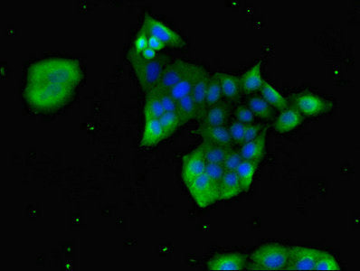 Immunofluorescent analysis of PC-3 cells using GRP Antibody at dilution of 1:100 and Alexa Fluor 488-congugated AffiniPure Goat Anti-Rabbit IgG(H+L)Rabbit anti-Human GRP Polyclonal Antibody