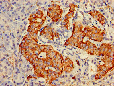 Immunohistochemistry of paraffin-embedded human pancreatic tissue using the antibody at dilution of 1:100Rabbit anti-Human GRP Polyclonal Antibody