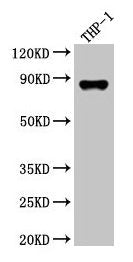 Western Blot  | Positive WB detected in: THP-1 whole cell lysate  | All lanes: GSN antibody at 3.5µg/ml  | Secondary  | Goat polyclonal to rabbit IgG at 1/50000 dilution  | Predicted band size: 86, 81, 82 kDa  | Observed band size: 86 kDaRabbit anti-Human GSN Polyclonal Antibody