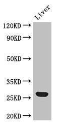 Western Blot | Positive WB detected in: Mouse liver tissue | All lanes: Gsta1 antibody at 2.7μg/ml | Secondary | Goat polyclonal to rabbit IgG at 1/50000 dilution | Predicted band size: 26 kDa | Observed band size: 26 kDaRabbit anti-Human GSTA1 Polyclonal Antibody