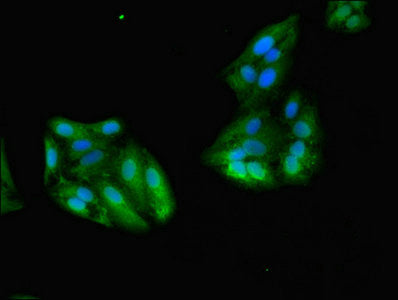 Immunofluorescent analysis of HepG2 cells using GSTA1 Antibody at dilution of 1:100 and Alexa Fluor 488-congugated AffiniPure Goat Anti-Rabbit IgG(H+L)Rabbit anti-Human GSTA1 Polyclonal Antibody