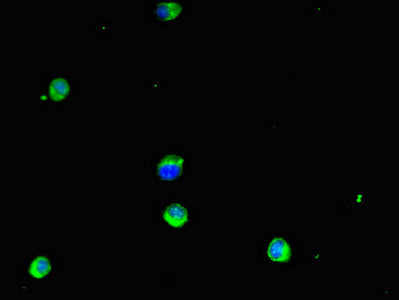 Immunofluorescent analysis of Hela cells using GSTM1 Antibody at dilution of 1:100 and Alexa Fluor 488-congugated AffiniPure Goat Anti-Rabbit IgG(H+L)Rabbit anti-Human GSTM1 Polyclonal Antibody