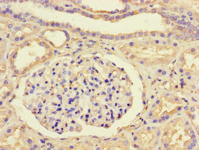 Immunohistochemistry of paraffin-embedded human kidney tissue using GTF2B Antibody at dilution of 1:100Rabbit anti-Human GTF2B Polyclonal Antibody