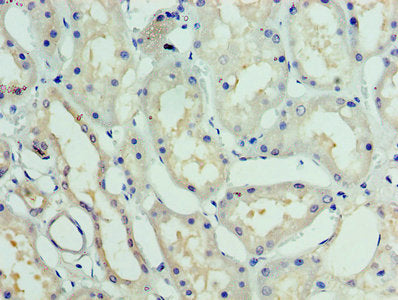 Immunohistochemistry of paraffin-embedded human kidney tissue using the antibody at dilution of 1:100Rabbit anti-Human GTF2H5 Polyclonal Antibody