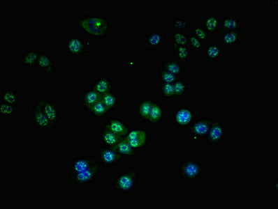 Immunofluorescent analysis of PC-3 cells using GZMH Antibody at dilution of 1:100 and Alexa Fluor 488-congugated AffiniPure Goat Anti-Rabbit IgG(H+L)Rabbit anti-Human GZMH Polyclonal Antibody