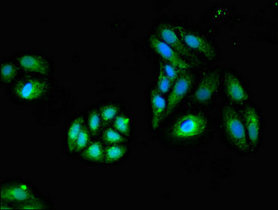 Immunofluorescent analysis of HepG2 cells using GZMK Antibody at dilution of 1:100 and Alexa Fluor 488-congugated AffiniPure Goat Anti-Rabbit IgG(H+L)Rabbit anti-Human GZMK Polyclonal Antibody