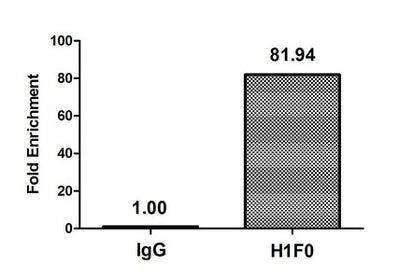 Chromatin Immunoprecipitation Hela (4*106) were treated with Micrococcal Nuclease, sonicated, and immunoprecipitated with 5µg anti-H1F0 (Mono-methyl-H1F0 (K101) Antibody) or a control normal rabbit IgG. The resulting ChIP DNA was quantified using real-time PCR with primers against the β-Globin promoter.Rabbit anti-Human H1F0 Polyclonal Antibody