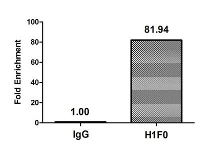 Chromatin Immunoprecipitation Hela (4*106) were treated with Micrococcal Nuclease, sonicated, and immunoprecipitated with 5µg anti-H1F0 (Mono-methyl-H1F0 (K101) Antibody) or a control normal rabbit IgG. The resulting ChIP DNA was quantified using real-time PCR with primers against the β-Globin promoter.Rabbit anti-Human H1F0 Polyclonal Antibody