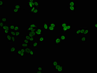 Immunofluorescence staining of HepG2 cells with H1F0 (Ab-101) Antibody at 1:1, counter-stained with DAPI. The cells were fixed in 4% formaldehyde, permeabilized using 0.2% Triton X-100 and blocked in 10% normal Goat Serum. The cells were then incubated with the antibody overnight at 4°C. The secondary antibody was Alexa Fluor 488-congugated AffiniPure Goat Anti-Rabbit IgG(H+L).Rabbit anti-Human H1F0 Polyclonal Antibody