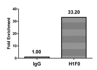 Chromatin Immunoprecipitation Hela (4*106) were treated with Micrococcal Nuclease, sonicated, and immunoprecipitated with 5µg anti-H1F0 (Mono-methyl-H1F0 (K81) Antibody) or a control normal rabbit IgG. The resulting ChIP DNA was quantified using real-time PCR with primers against the β-Globin promoter.Rabbit anti-Human H1F0 Polyclonal Antibody