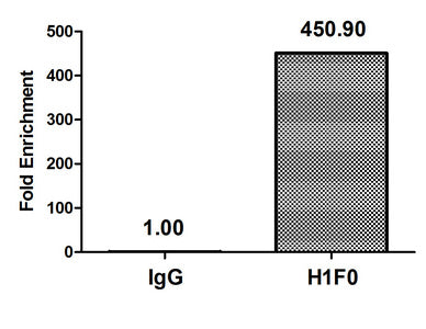Chromatin Immunoprecipitation Hela (4*106) were treated with Micrococcal Nuclease, sonicated, and immunoprecipitated with 5µg anti-H1F0 (H1F0 (Ab-81) Antibody) or a control normal rabbit IgG. The resulting ChIP DNA was quantified using real-time PCR with primers against the β-Globin promoter.Rabbit anti-Human H1F0 Polyclonal Antibody