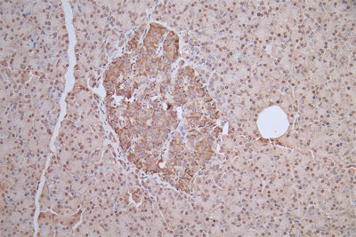 IHC image of H2AFJ Antibody diluted at 1:100 and staining in paraffin-embedded human pancreatic tissue performed on a Leica BondTM system. After dewaxing and hydration, antigen retrieval was mediated by high pressure in a citrate buffer (pH 6.0). Section was blocked with 10% normal goat serum 30min at RT. Then primary antibody (1% BSA) was incubated at 4°C overnight. The primary is detected by a biotinylated secondary antibody and visualized using an HRP conjugated SP system.Rabbit anti-Human H2AFJ Polyclonal Antibody