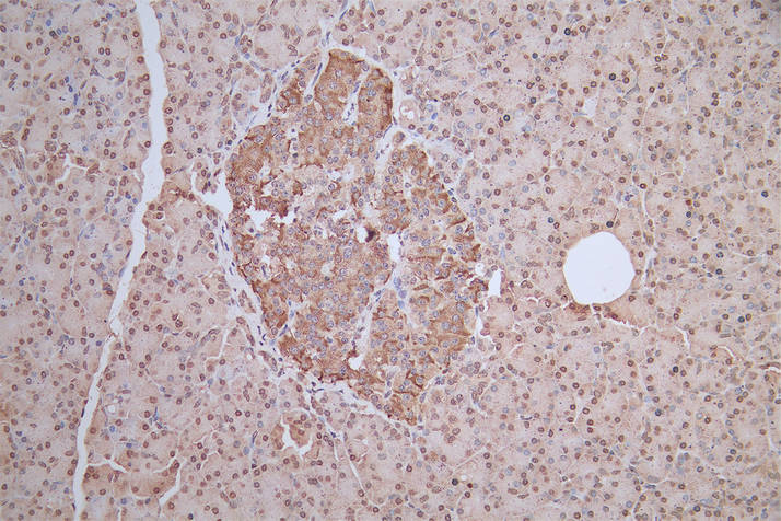 IHC image of H2AFJ Antibody diluted at 1:100 and staining in paraffin-embedded human pancreatic tissue performed on a Leica BondTM system. After dewaxing and hydration, antigen retrieval was mediated by high pressure in a citrate buffer (pH 6.0). Section was blocked with 10% normal goat serum 30min at RT. Then primary antibody (1% BSA) was incubated at 4°C overnight. The primary is detected by a biotinylated secondary antibody and visualized using an HRP conjugated SP system.Rabbit anti-Human H2AFJ Polyclonal Antibody