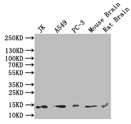 Western BlotPositive WB detected in: JK whole cell lysate, A549 whole cell lysate, PC-3 whole cell lysate, Mouse Brain tissue lysate, Rat Brain tissue lysateAll lanes: H2AFJ antibody at 1:1000SecondaryGoat polyclonal to rabbit IgG at 1/50000 dilutionPredicted band size: 14/16 kDaObserved band size: 14 kDaRabbit anti-Human H2AFJ Polyclonal Antibody