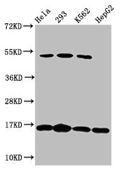 Western Blot  | Positive WB detected in: Hela whole cell lysate, 293 whole cell lysate, K562 whole cell lysate, HepG2 whole cell lysate  | All lanes: H2AFX antibody at 1.64μg/ml  | Secondary  | Goat polyclonal to rabbit IgG at 1/50000 dilution  | Predicted band size: 16 kDa  | Observed band size: 16 kDaRabbit anti-Human H2AFX Polyclonal Antibody