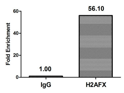 Chromatin Immunoprecipitation Hela (4*106) were treated with Micrococcal Nuclease, sonicated, and immunoprecipitated with 5µg anti-H2AFX (Phospho-H2AFX (S139) Antibody) or a control normal rabbit IgG. The resulting ChIP DNA was quantified using real-time PCR with primers against the β-Globin promoter.Rabbit anti-Human H2AFX Polyclonal Antibody