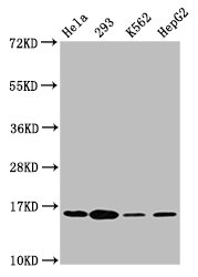 Western Blot  | Positive WB detected in: Hela whole cell lysate, 293 whole cell lysate, K562 whole cell lysate, HepG2 whole cell lysate  | All lanes: H2AFX antibody at 1.8μg/ml  | Secondary  | Goat polyclonal to rabbit IgG at 1/50000 dilution  | Predicted band size: 16 kDa  | Observed band size: 16 kDaRabbit anti-Human H2AFX Polyclonal Antibody