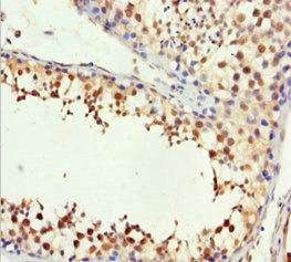 Immunohistochemistry of paraffin-embedded human testis tissue using H2AFY Antibody at dilution of 1:100Rabbit anti-Human H2AFY Polyclonal Antibody