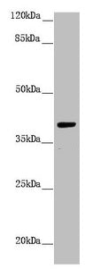 Western blot  | All lanes: H2AFY antibody at 1.43µg/ml + Hela whole cell lysate  | Secondary  | Goat polyclonal to rabbit IgG at 1/10000 dilution  | Predicted band size: 40 kDa  | Observed band size: 40 kDaRabbit anti-Human H2AFY Polyclonal Antibody