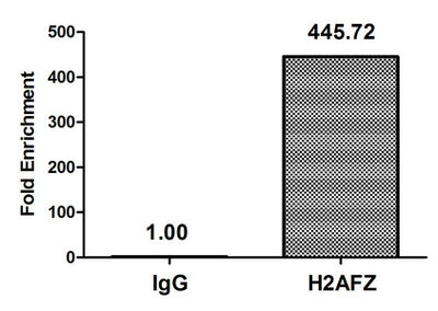 Chromatin Immunoprecipitation Hela (4*106, treated with 30mM sodium butyrate for 4h) were treated with Micrococcal Nuclease, sonicated, and immunoprecipitated with 5µg anti-H2AFZ (Acetyl-H2AFZ (K4) Antibody) or a control normal rabbit IgG. The resulting ChIP DNA was quantified using real-time PCR with primers against the β-Globin promoter.Rabbit anti-Human H2AFZ Polyclonal Antibody