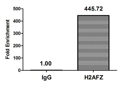 Chromatin Immunoprecipitation Hela (4*106, treated with 30mM sodium butyrate for 4h) were treated with Micrococcal Nuclease, sonicated, and immunoprecipitated with 5µg anti-H2AFZ (Acetyl-H2AFZ (K4) Antibody) or a control normal rabbit IgG. The resulting ChIP DNA was quantified using real-time PCR with primers against the β-Globin promoter.Rabbit anti-Human H2AFZ Polyclonal Antibody