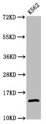 Western Blot  | Positive WB detected in: K562 whole cell lysate (treated by 30mM sodium butyrate for 4h)  | All lanes: H2AFZ antibody at 1.06µg/ml  | Secondary  | Goat polyclonal to rabbit IgG at 1/50000 dilution  | Predicted band size: 14 kDa  | Observed band size: 14 kDaRabbit anti-Human H2AFZ Polyclonal Antibody