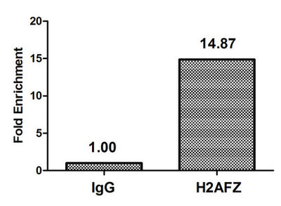 Chromatin Immunoprecipitation Hela (4*106) were treated with Micrococcal Nuclease, sonicated, and immunoprecipitated with 5µg anti-H2AFZ (Mono-methyl-H2AFZ (K4) Antibody) or a control normal rabbit IgG. The resulting ChIP DNA was quantified using real-time PCR with primers against the β-Globin promoter.
