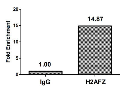 Chromatin Immunoprecipitation Hela (4*106) were treated with Micrococcal Nuclease, sonicated, and immunoprecipitated with 5µg anti-H2AFZ (Mono-methyl-H2AFZ (K4) Antibody) or a control normal rabbit IgG. The resulting ChIP DNA was quantified using real-time PCR with primers against the β-Globin promoter.
