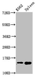 Western Blot  | Positive WB detected in: K562 whole cell lysate, Mouse spleen tissue  | All lanes: H2AFZ antibody at 1µg/ml  | Secondary  | Goat polyclonal to rabbit IgG at 1/50000 dilution  | Predicted band size: 14 kDa  | Observed band size: 14 kDaRabbit anti-Human H2AFZ Polyclonal Antibody