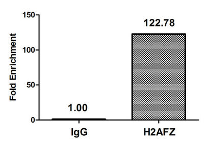 Chromatin Immunoprecipitation Hela (4*106, treated with 30mM sodium butyrate for 4h) were treated with Micrococcal Nuclease, sonicated, and immunoprecipitated with 5µg anti-H2AFZ (Acetyl-H2AFZ (K7) Antibody) or a control normal rabbit IgG. The resulting ChIP DNA was quantified using real-time PCR with primers against the β-Globin promoter.Rabbit anti-Human H2AFZ Polyclonal Antibody