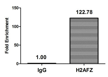 Chromatin Immunoprecipitation Hela (4*106, treated with 30mM sodium butyrate for 4h) were treated with Micrococcal Nuclease, sonicated, and immunoprecipitated with 5µg anti-H2AFZ (Acetyl-H2AFZ (K7) Antibody) or a control normal rabbit IgG. The resulting ChIP DNA was quantified using real-time PCR with primers against the β-Globin promoter.Rabbit anti-Human H2AFZ Polyclonal Antibody