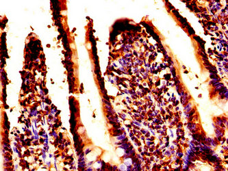 IHC image of H2AFZ (Ab-7) Antibody diluted at 1:50 and staining in paraffin-embedded human small intestine tissue performed on a Leica BondTM system. After dewaxing and hydration, antigen retrieval was mediated by high pressure in a citrate buffer (pH 6.0). Section was blocked with 10% normal goat serum 30min at RT. Then primary antibody (1% BSA) was incubated at 4°C overnight. The primary is detected by a biotinylated secondary antibody and visualized using an HRP conjugated SP system.Rabbit anti-Human H2AFZ Polyclonal Antibody