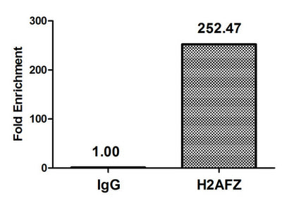 Chromatin Immunoprecipitation Hela (4*106, treated with 30mM sodium butyrate for 4h) were treated with Micrococcal Nuclease, sonicated, and immunoprecipitated with 8µg anti-H2AFZ (Acetyl-H2AFZ (K11) Antibody) or a control normal rabbit IgG. The resulting ChIP DNA was quantified using real-time PCR with primers against the β-Globin promoter.Rabbit anti-Human H2AFZ Polyclonal Antibody