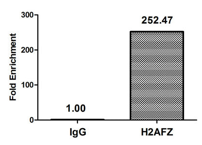 Chromatin Immunoprecipitation Hela (4*106, treated with 30mM sodium butyrate for 4h) were treated with Micrococcal Nuclease, sonicated, and immunoprecipitated with 8µg anti-H2AFZ (Acetyl-H2AFZ (K11) Antibody) or a control normal rabbit IgG. The resulting ChIP DNA was quantified using real-time PCR with primers against the β-Globin promoter.Rabbit anti-Human H2AFZ Polyclonal Antibody