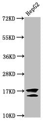 Western Blot  | Positive WB detected in: HepG2 whole cell lysate (treated with 30mM sodium butyrate for 4h)  | All lanes: H2AFZ antibody at 1µg/ml  | Secondary  | Goat polyclonal to rabbit IgG at 1/50000 dilution  | Predicted band size: 14 kDa  | Observed band size: 14 kDaRabbit anti-Human H2AFZ Polyclonal Antibody
