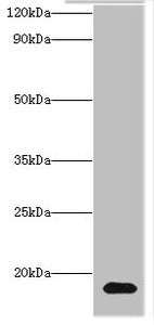 Western blot | All lanes: Histone H3.3 antibody at 2μg/ml + Hela whole cell lysate | Secondary | Goat polyclonal to rabbit IgG at 1/10000 dilution | Predicted band size: 15 kDa | Observed band size: 15 kDaRabbit anti-Human H3F3A Polyclonal Antibody