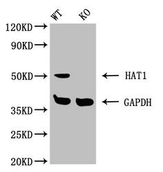Western Blot  | WT: Wild-type 293 cells  | KO: Knockout 293 cellsRabbit anti-Human HAT1 Polyclonal Antibody