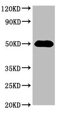 Western Blot  | Positive WB detected in: 293 whole cell lysate  | All lanes: HAT1 antibody at 3µg/ml  | Secondary  | Goat polyclonal to rabbit IgG at 1/50000 dilution  | Predicted band size: 50, 40 kDa  | Observed band size: 50 kDaRabbit anti-Human HAT1 Polyclonal Antibody
