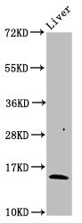 Western Blot  | Positive WB detected in: Rat liver tissue  | All lanes: HBB antibody at 3µg/ml  | Secondary  | Goat polyclonal to rabbit IgG at 1/50000 dilution  | Predicted band size: 16 kDa  | Observed band size: 16 kDaRabbit anti-Human HBB Polyclonal Antibody