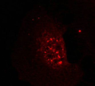 Immunofluorescence staining of methanol-fixed Hela cells showing nuclear dot staining using Akt(Phospho-Thr308) Antibody.Rabbit anti-Human AKT1 Polyclonal Antibody