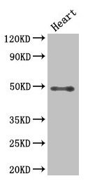 Western Blot  | Positive WB detected in: Mouse heart tissue  | All lanes: HDAC3 antibody at 2.5µg/ml  | Secondary  | Goat polyclonal to rabbit IgG at 1/50000 dilution  | Predicted band size: 49, 50 kDa  | Observed band size: 49 kDaRabbit anti-Human HDAC3 Polyclonal Antibody