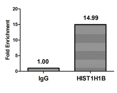 Chromatin Immunoprecipitation Hela (4*106, treated with 100nM calyculin A for 60min) were treated with Micrococcal Nuclease, sonicated, and immunoprecipitated with 5µg anti-HIST1H1B (Phospho-HIST1H1B (T154) Antibody) or a control normal rabbit IgG. The resulting ChIP DNA was quantified using real-time PCR with primers against the β-Globin promoter.Rabbit anti-Human HIST1H1B Polyclonal Antibody