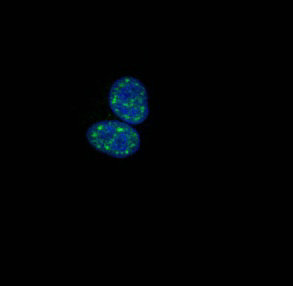 Immunofluorescence staining of HepG2 cells with Phospho-HIST1H1B (T154) Antibody at 1:100, counter-stained with DAPI. The cells were fixed in 4% formaldehyde, permeabilized using 0.2% Triton X-100 and blocked in 10% normal Goat Serum. The cells were then incubated with the antibody overnight at 4°C. The secondary antibody was Alexa Fluor 488-congugated AffiniPure Goat Anti-Rabbit IgG(H+L).Rabbit anti-Human HIST1H1B Polyclonal Antibody
